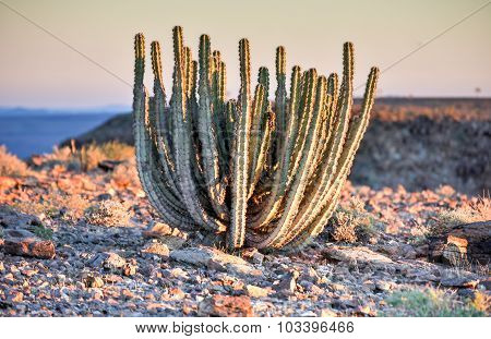 Cactus - Namibia
