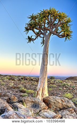 Quiver Tree - Namibia