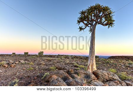 Quiver Tree - Namibia
