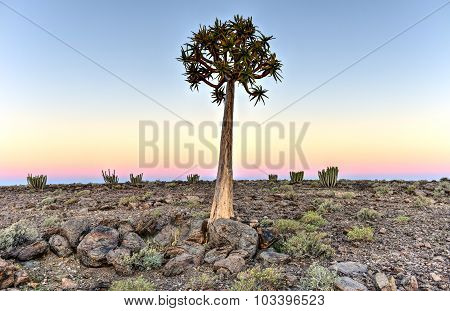 Quiver Tree - Namibia