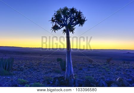Quiver Tree - Namibia