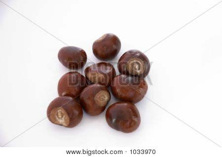 Conkers