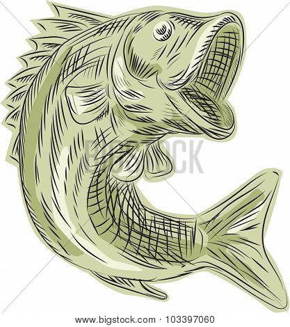 Largemouth Bass Fish Etching