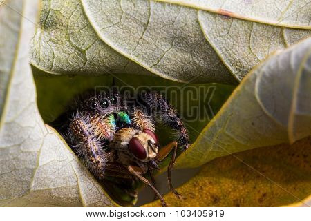 Black Jumping Spider Eats Fly With Red Eyes