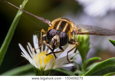Hoverfly On White Aster Portrait