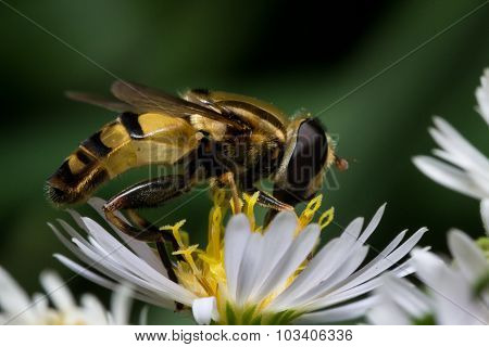 Hoverfly On White Aster Extracts Pollen
