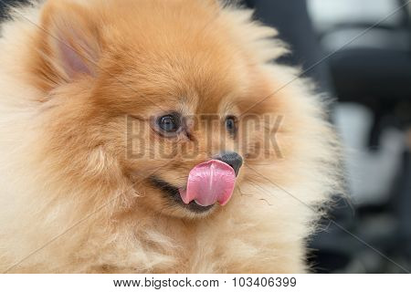 Pomeranian Dog Cute Pets Hungry Food, Closeup Face Image