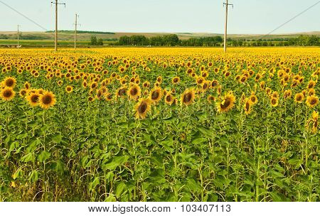 Warm Summer Day On The Endless Sunflower Field