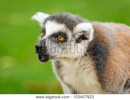 Portrait Of Lemur Katta