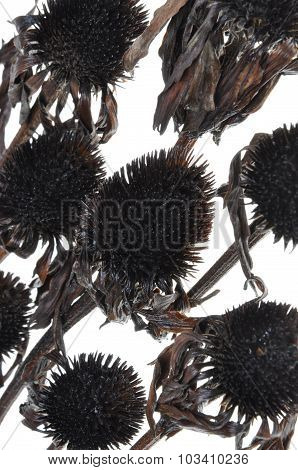 Overblown black flowers isolated on white background