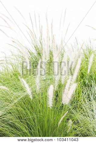 Imperata Cylindrica Beauv On White