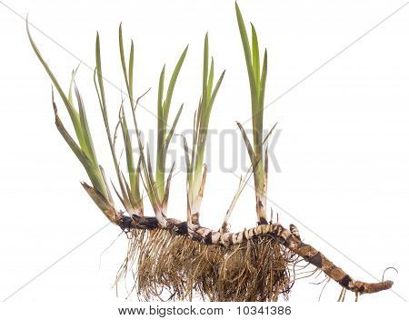 Calamus