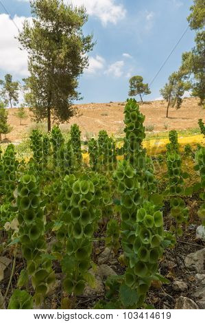 Flowers Growing In The Desert