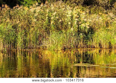 Landscape Image Of A Small River Reedy And Old Trees