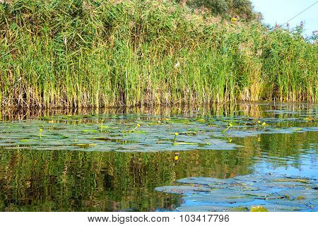 Landscape Image Of A Small River Reedy And Old Trees