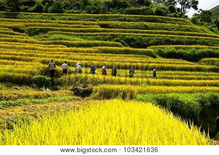 Farmers are harvesting in terraced rice field in Laocai, Vietnam