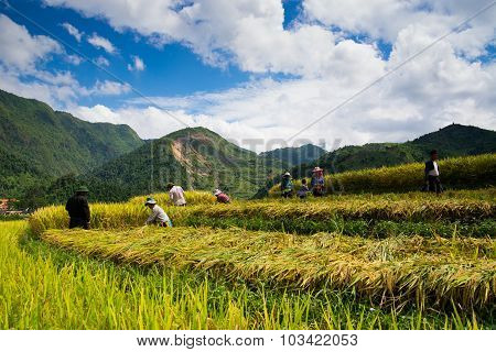 Farmers are harvesting in terraced rice field in Laocai, Vietnam