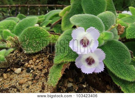Purple Flowers In The Tropical