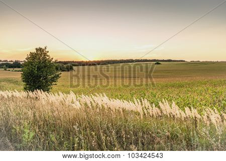 Sunset in a field of corn