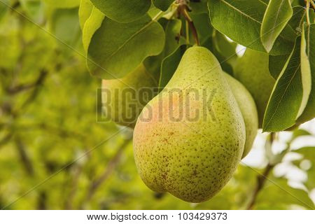 Pears on the tree