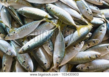 Fresh Fish On Market Display..