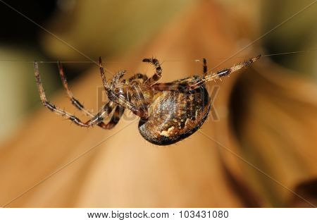 Common Garden Spider (Araneus diadematus)walking along web