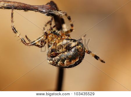 Common Garden Spider . Macro