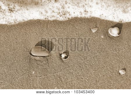 Seashells