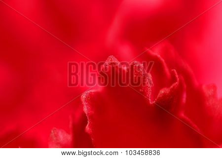 Red flower petal