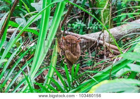 Tarsier In The Jungle