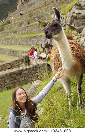 Alpaca and girl