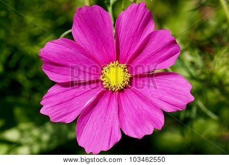 Cosmos Flower
