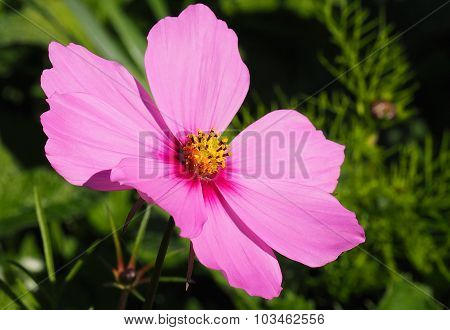 Cosmos Flower