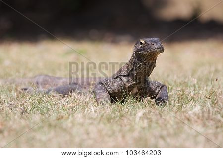 Komodo Dragon