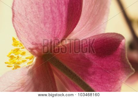 Japanese Anemone Flower