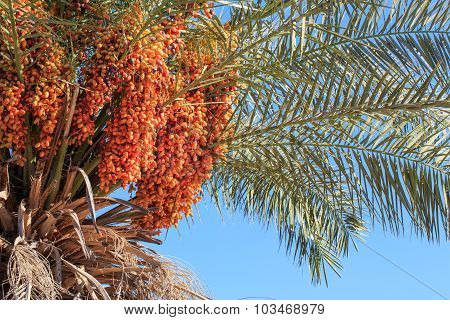 Palm Tree With Not Ripe Dates On The Blue Sky Background, Summer.