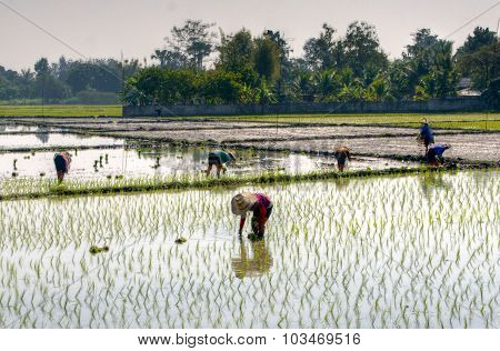 Rice Planting
