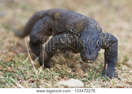 Komodo Dragon