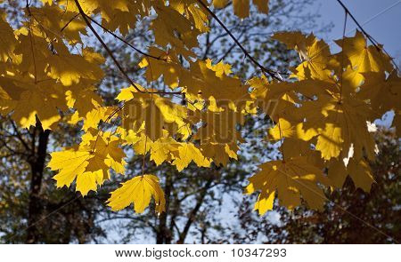 Gelbe Baum im park