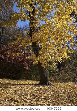 Parklandschaft