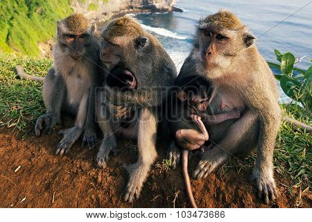 Monkeys