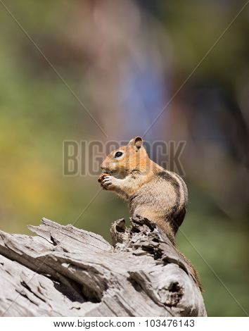 Golden-mantled Ground Squirrel