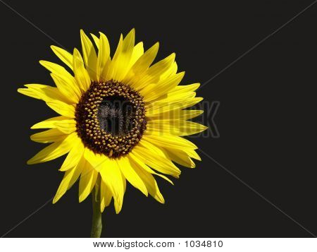 Sonnenblume auf schwarz