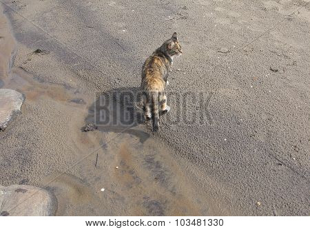 Beach cat