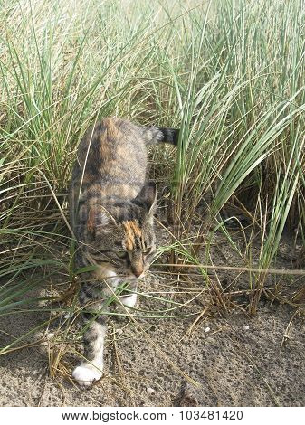 Beach cat