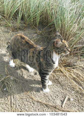 Beach cat