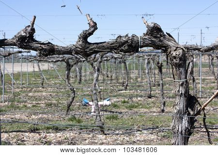 A photo of a dry vine, taken in the Ribera del Duero (Duero Valley) un Spain in April, 2015