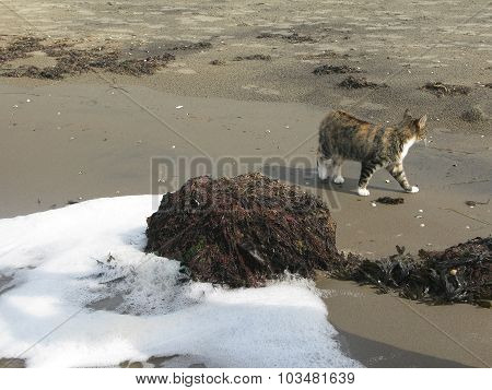 Beach cat