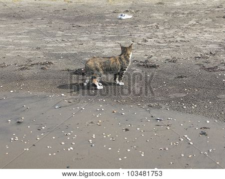 Beach cat