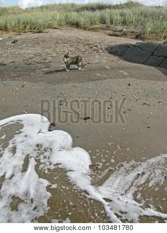 Beach cat